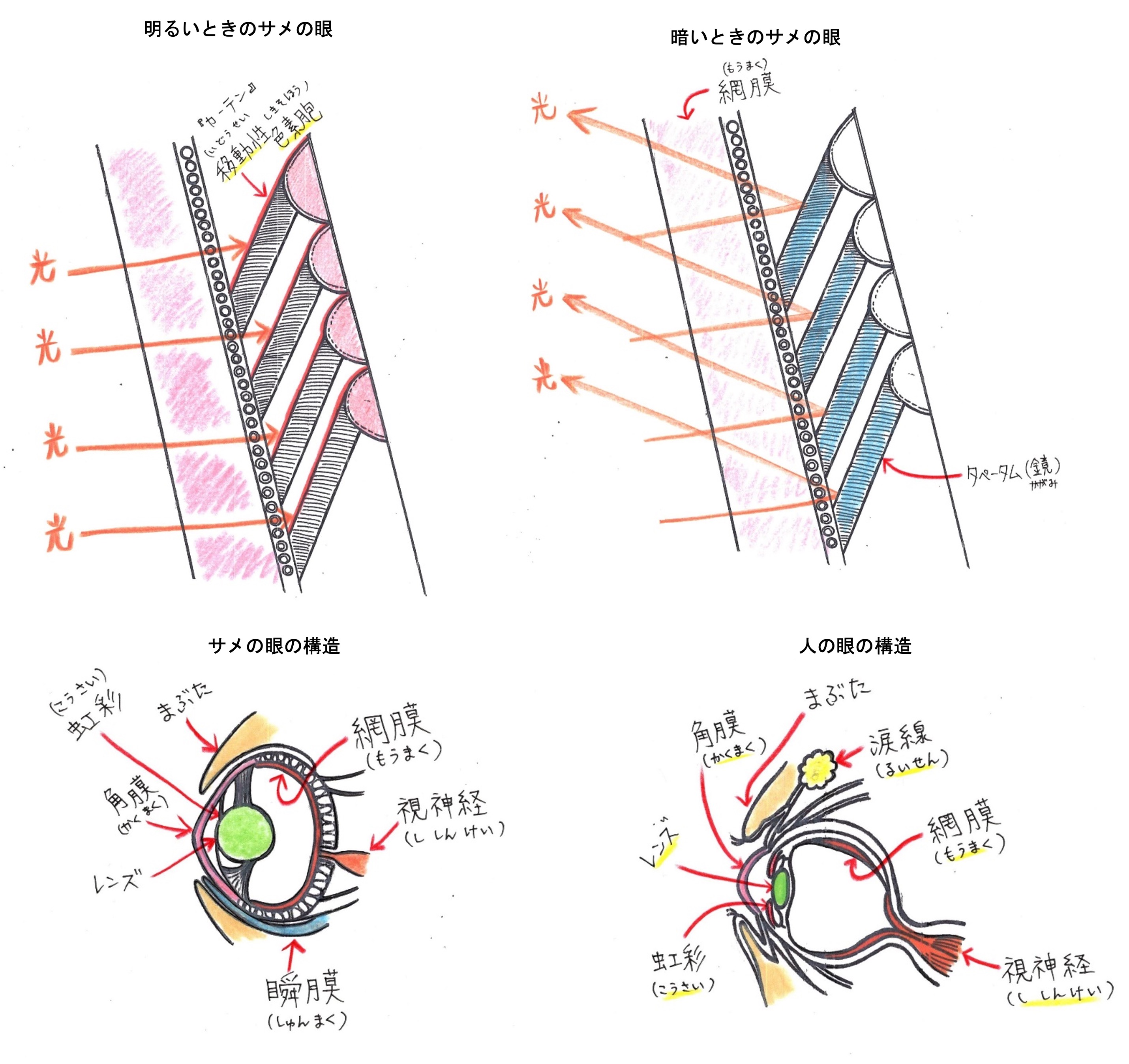 知られざるサメのヒミツ③サメの眼