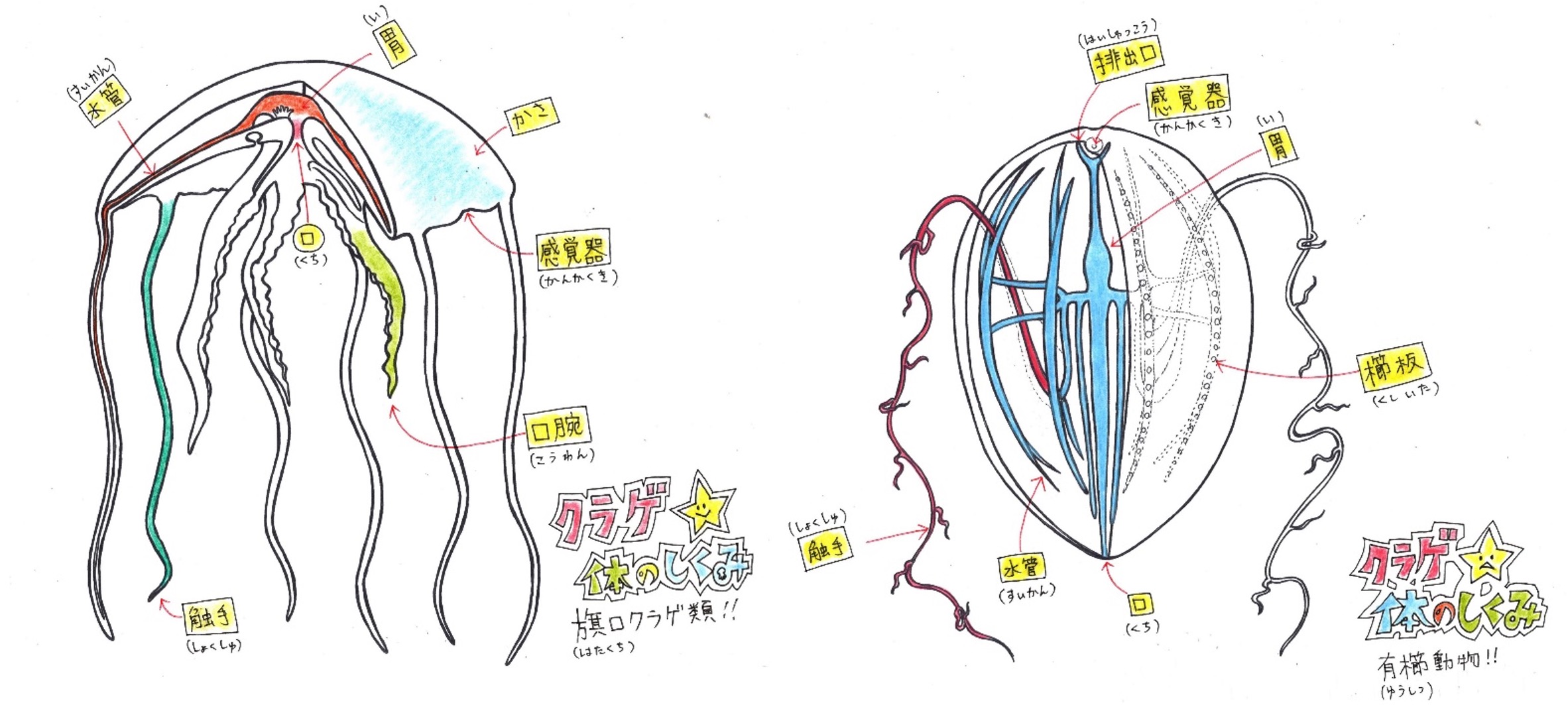 クラゲの体の構造