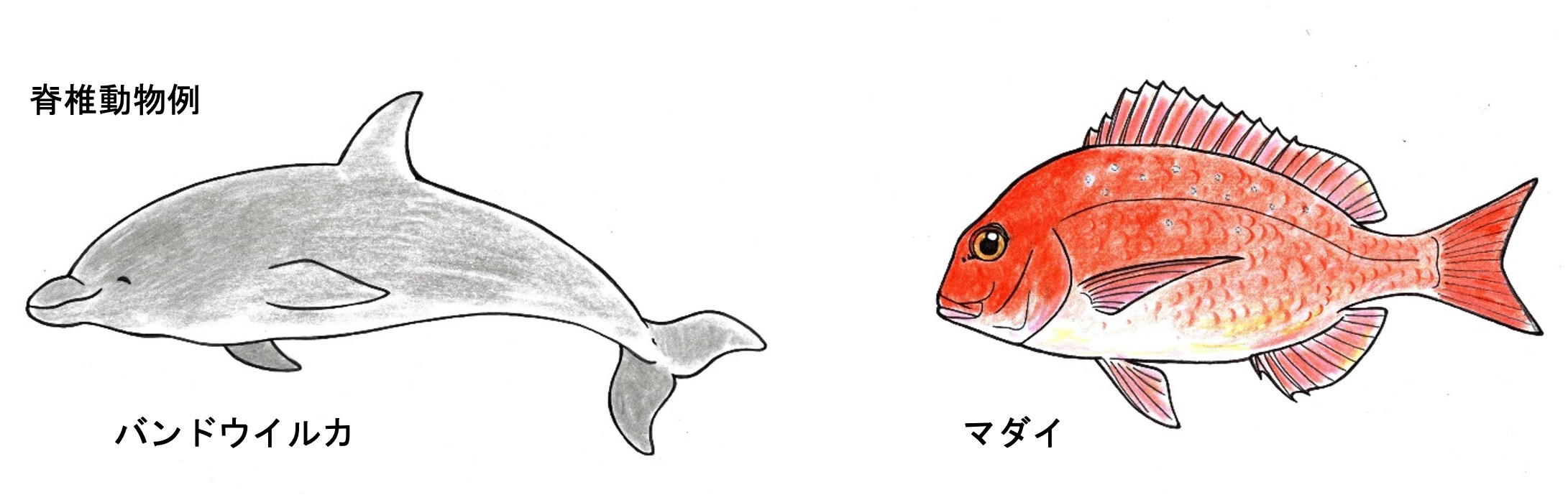 セキツイ動物例イラスト