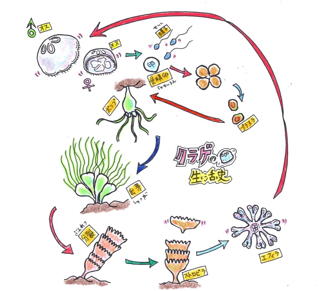 クラゲの生活史