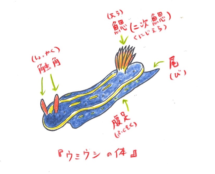 ＜ウミウシ体の特徴＞