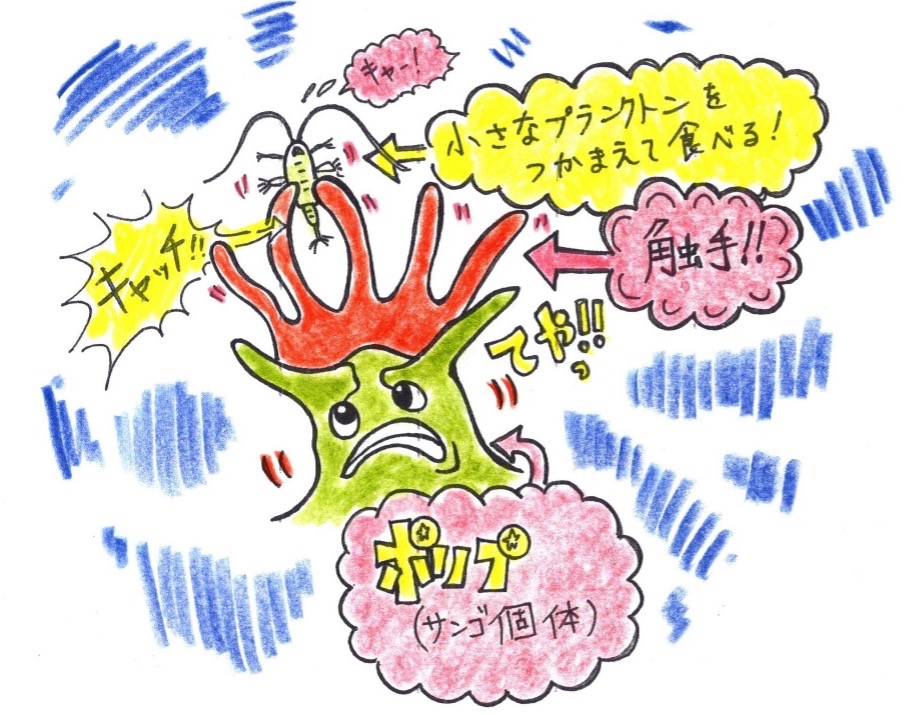 ＜サンゴは動物？植物？＞